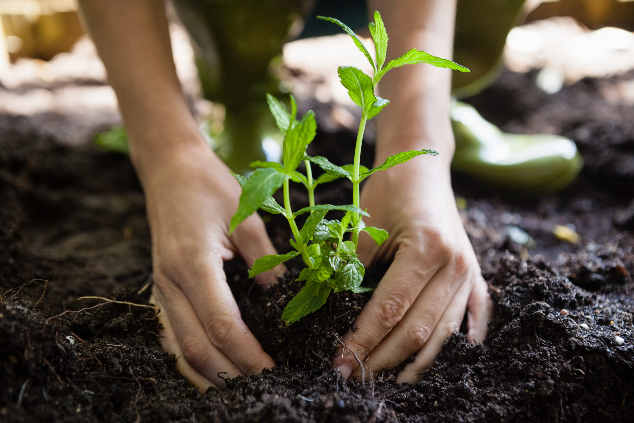 Cropped hands of woman planting seedling on dirt at backyard