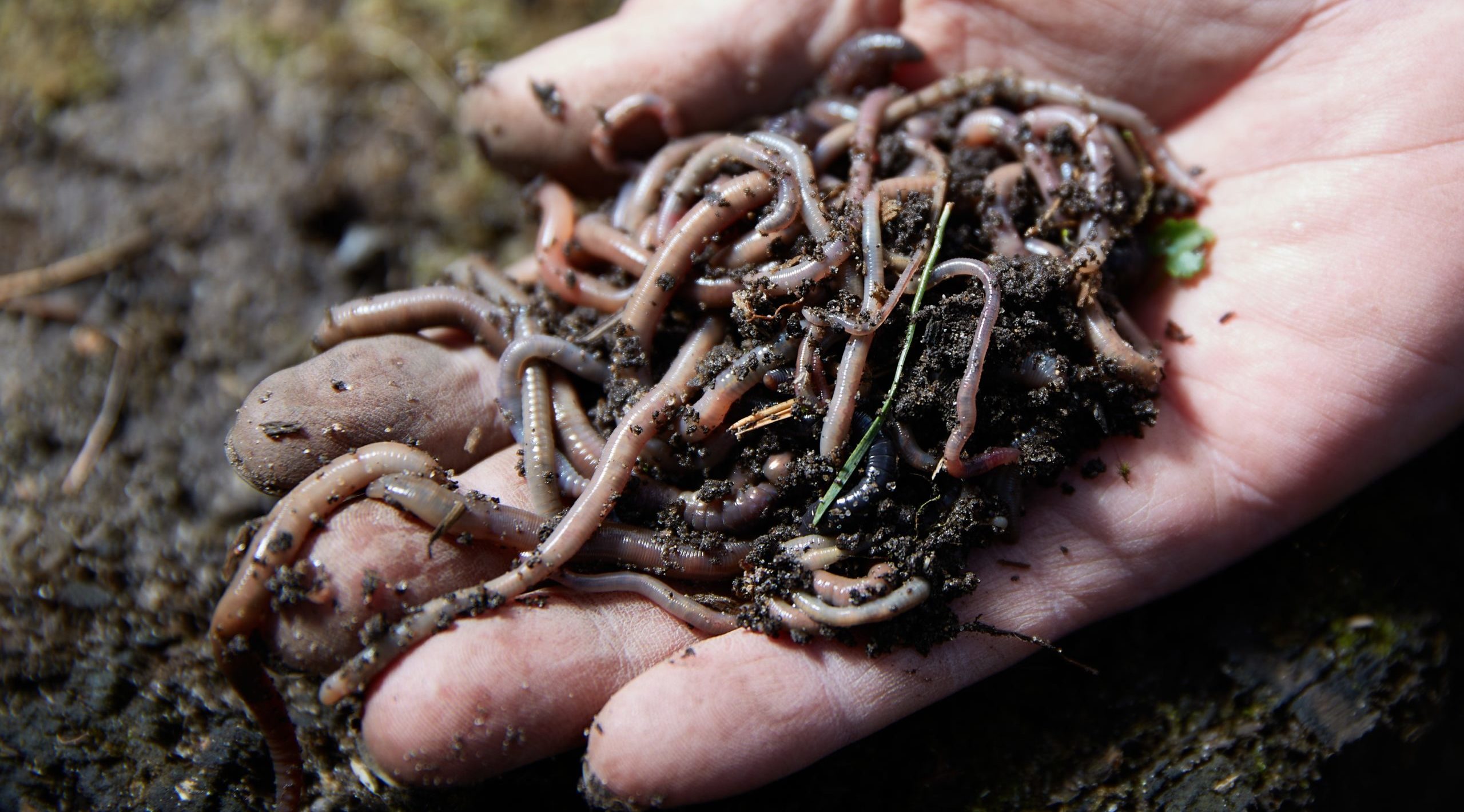 Worms Worms