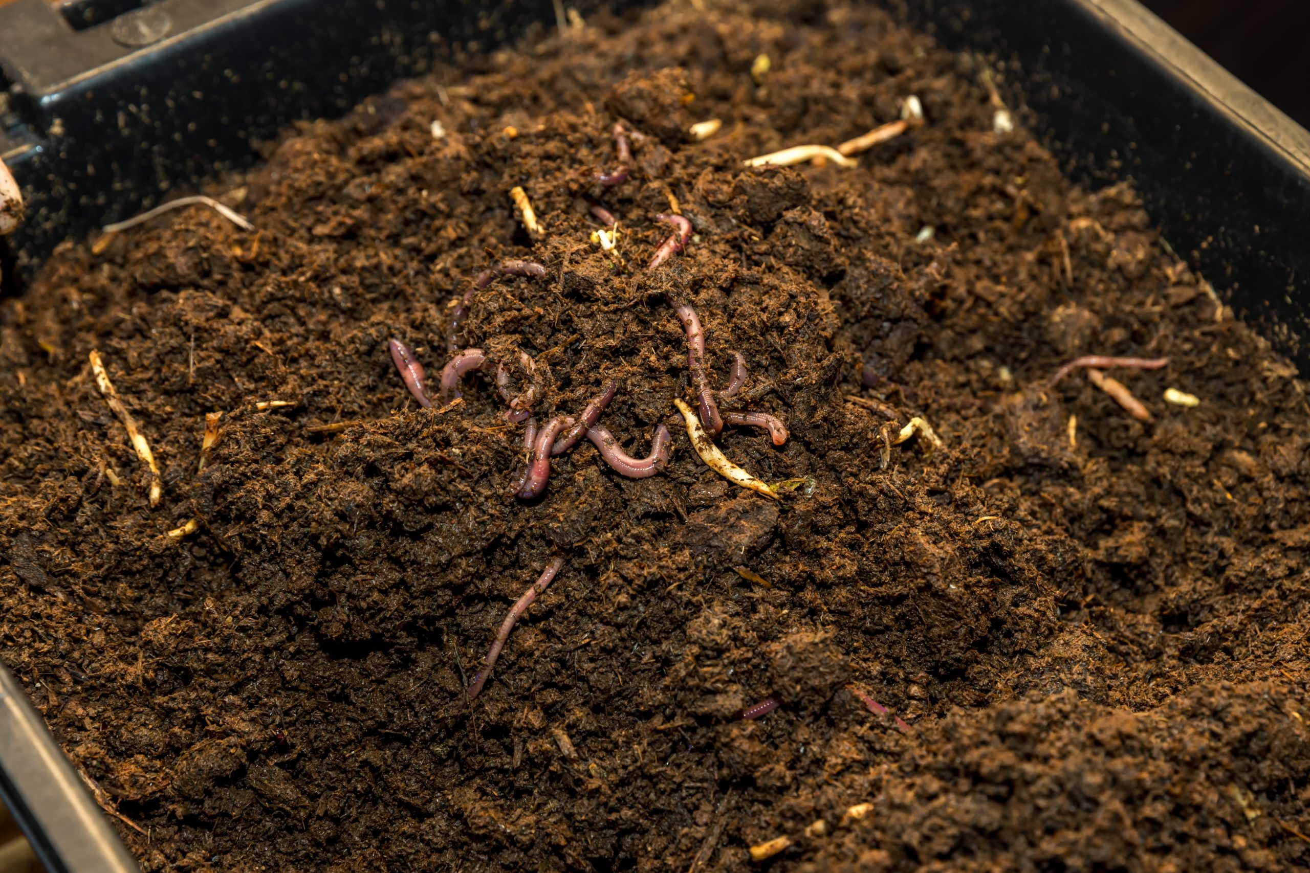 Vermicast: Worms & Microbes Working Together