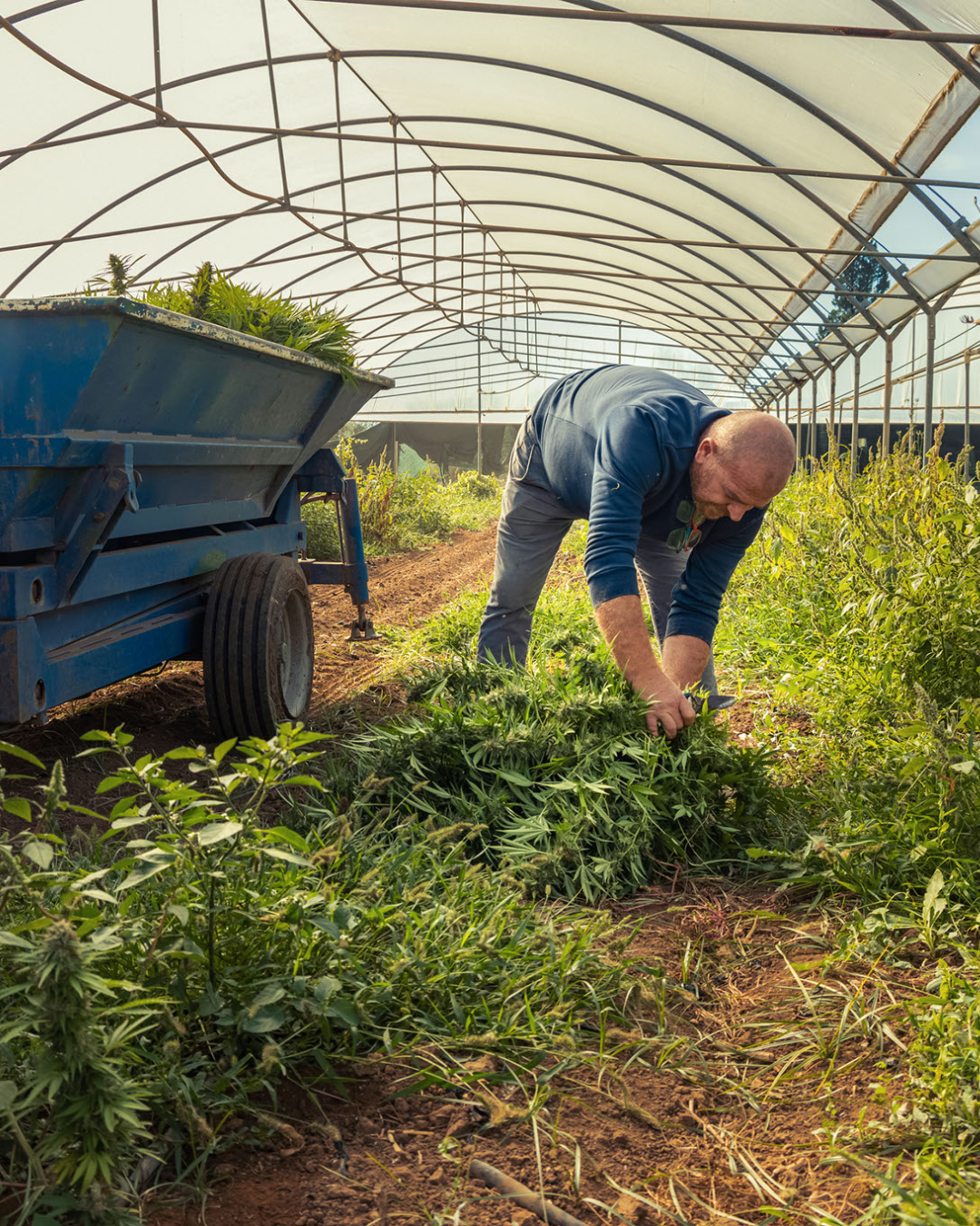 Hemp Cultivation Compost Rich Field