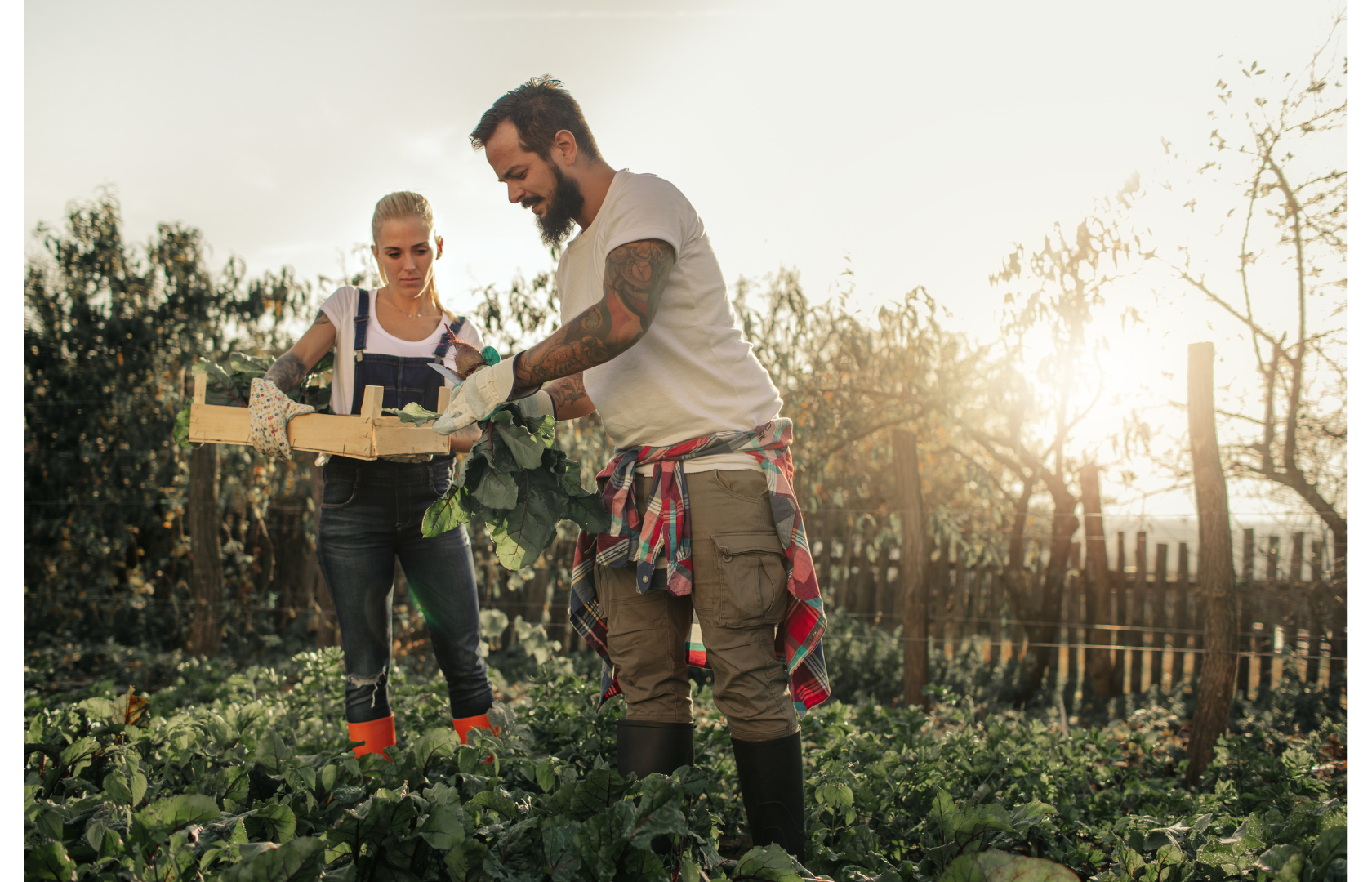 Organic Farming